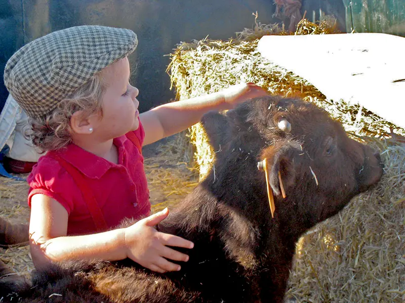 TURISMO TAURINO FINCA EL MONTECILLO NAVARRA
